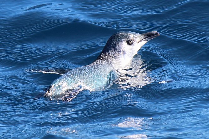 Bird Watching and Dolphin Eco-Tour to Blumine Island - Searching for wild dolphins: the part you cannot force