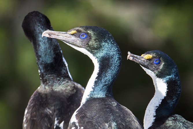 Bird Watching and Dolphin Eco-Tour to Blumine Island - Who guides you matters, and the crew here is part of the value