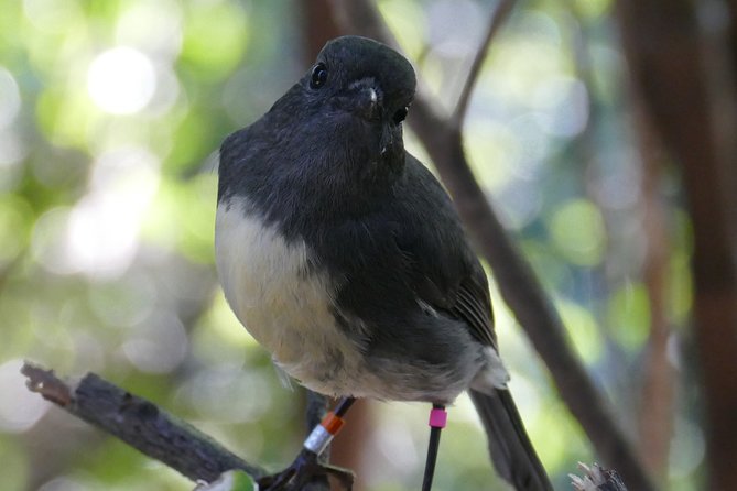 Bird Watching and Dolphin Eco-Tour to Blumine Island - Timing, pacing, and weather reality for a 3 to 4 hour trip