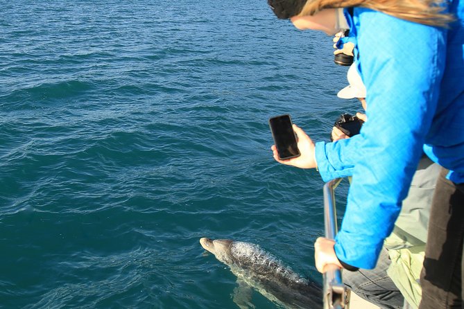 Bird Watching and Dolphin Eco-Tour to Blumine Island - The E-Ko start in Picton, including a comfort stop
