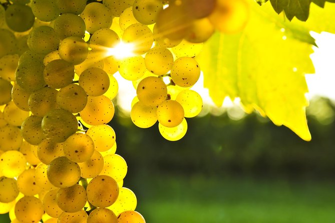 Blenheim Half day Wine Tour - Key things to know before you go
