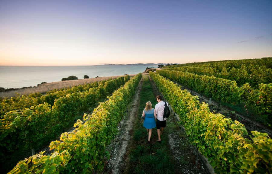 Blenheim/Renwick: Marlborough Half-Day Wine Tour with Lunch - Marlborough in four hours, and why the timing works