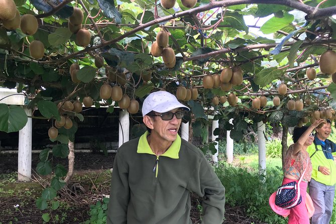 Boutique tour , Mt Maunganui, NZ farm, Rotorua lakes/geothermal - Te Puke Kiwifruit Capital Stop: Farm Time Without The Lecture Hall