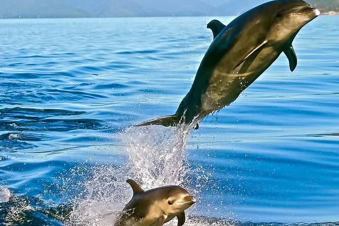 Captain Cook and Dolphin Cruise - Price and What You Actually Get for $104.26