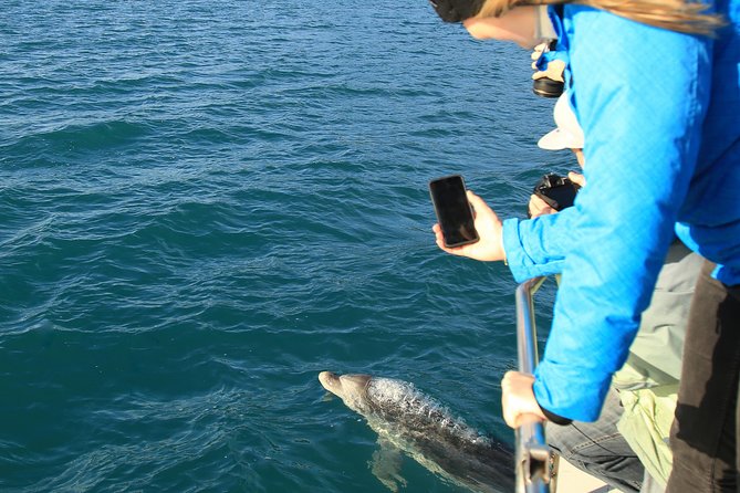 Captain Cook and Dolphin Cruise - The 4-Hour Flow: Queen Charlotte Sound to Ship Cove, Then the E-Ko Stop