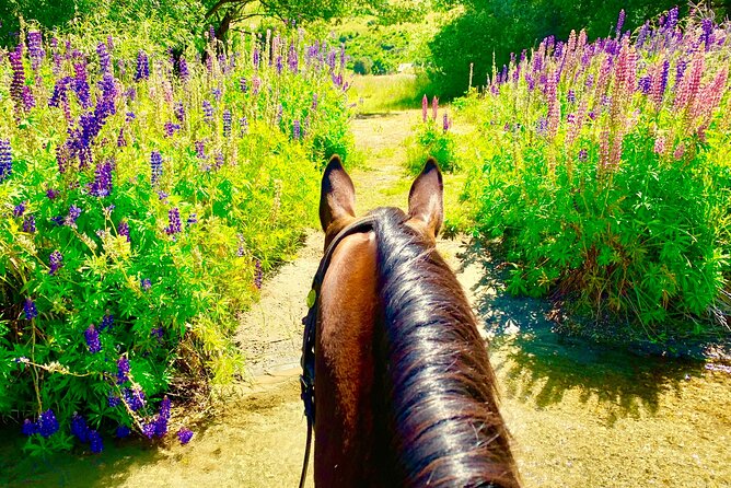Cardrona High Country Pub Trail Horse Riding Trek (Intermediate+) - Timing, Duration, and What to Do With Your Half Day