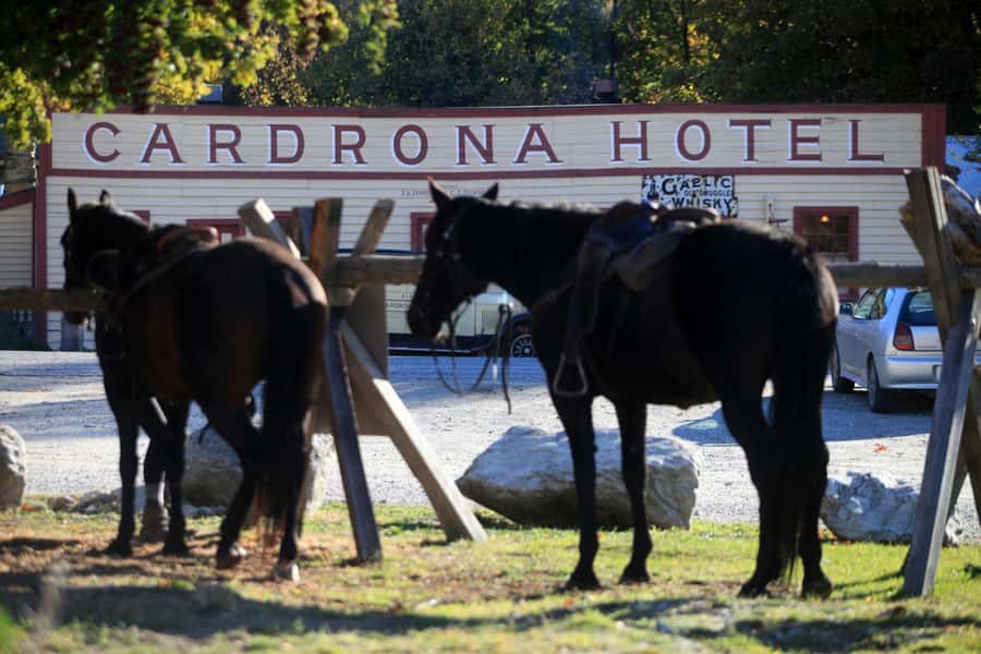 Cardrona Valley: Horse Trekking Experience - Key things that make this Cardrona horse trek worth your time