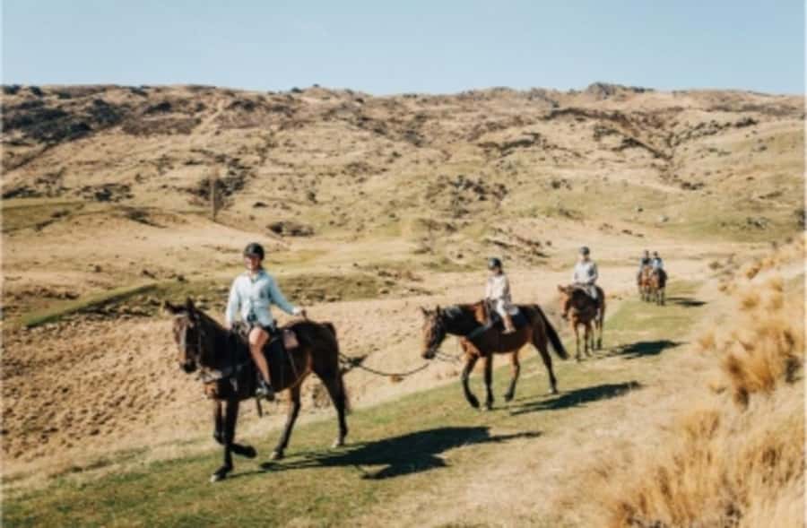 Cardrona Valley: Horse Trekking Experience - The horses: gentle temperaments, real “horsanality”