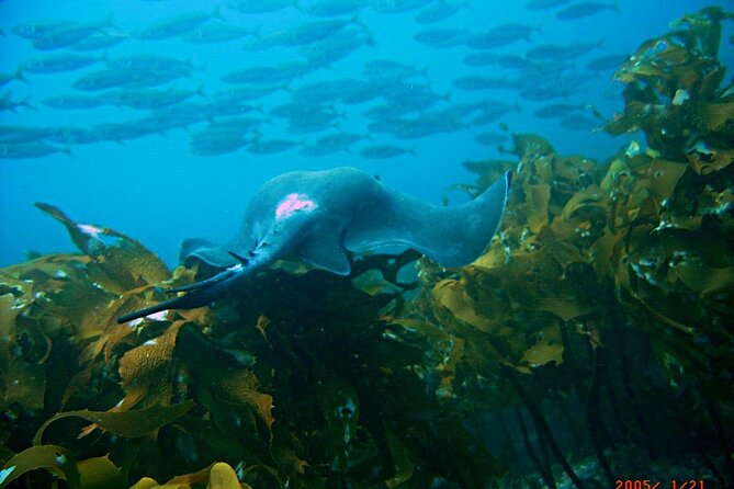 Cathedral Cove Dive & Snorkel- Marine Reserve specialised trips - Wetsuits, snorkel gear, and support for non-swimmers