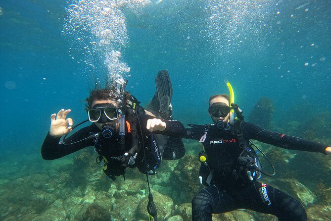 Cathedral Cove Dive & Snorkel- Marine Reserve specialised trips - One hour in the water: what you might see off Cathedral Cove