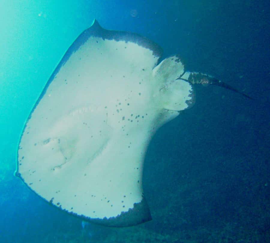 Cathedral Cove Marine Reserve: Snorkeling Boat Trip - Key things you will care about