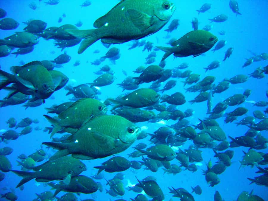 Cathedral Cove Marine Reserve: Snorkeling Boat Trip - Cathedral Cove is great from land, but the boat is the upgrade