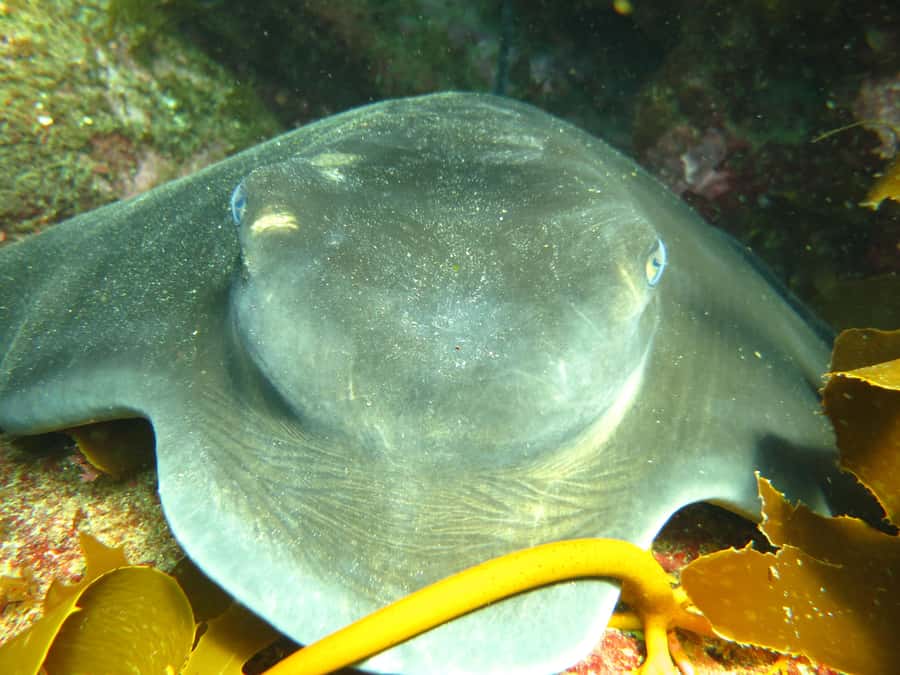 Cathedral Cove Marine Reserve: Snorkeling Boat Trip - Your guide: scuba-instructor captains who coach technique, not just locations