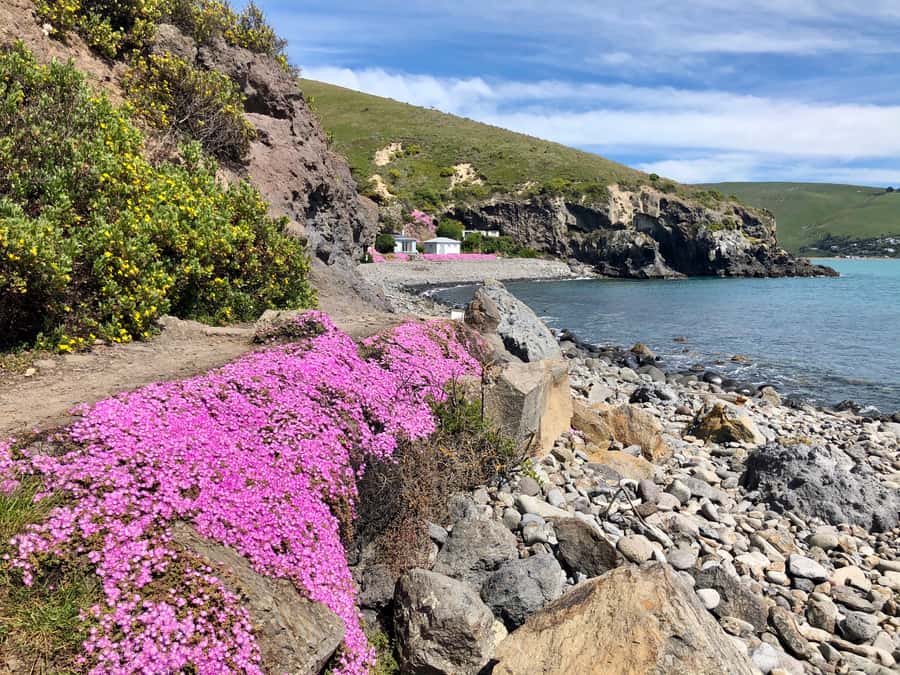 Christchurch: Guided Crater Rim Walk with Picnic - Key highlights to know before you go
