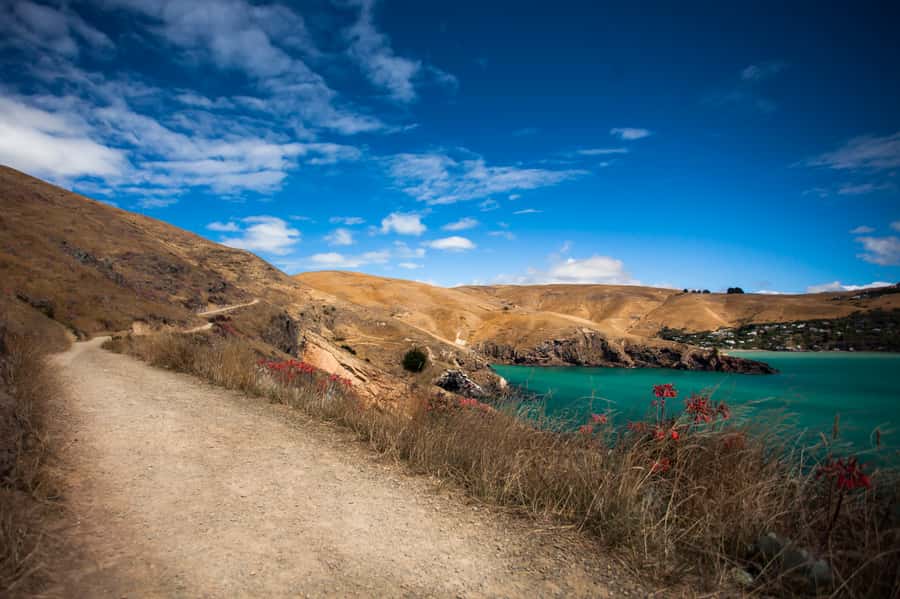 Christchurch: Guided Crater Rim Walk with Picnic - The harbour views and coastal track moments you will remember