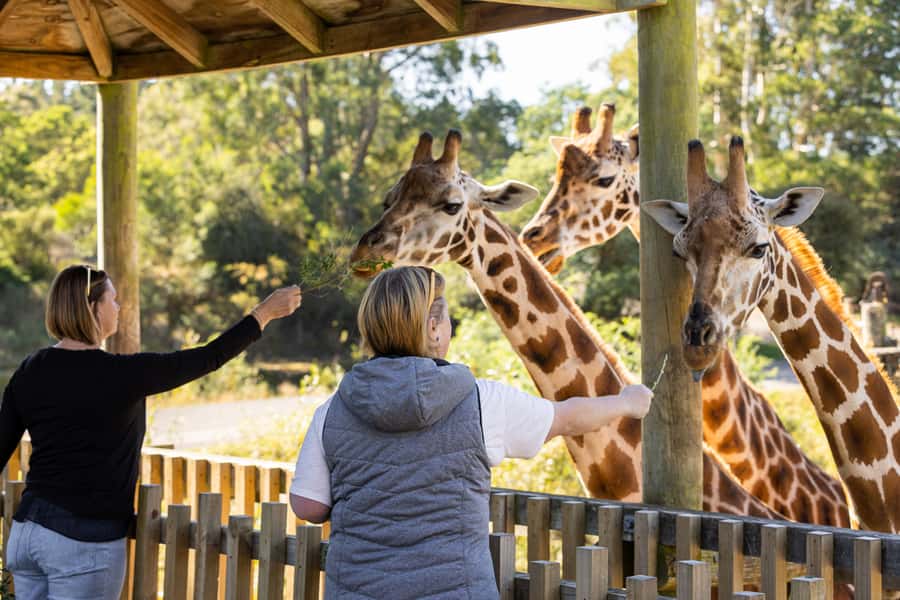 Christchurch: Orana Wildlife Park Admission - Key highlights you should plan around