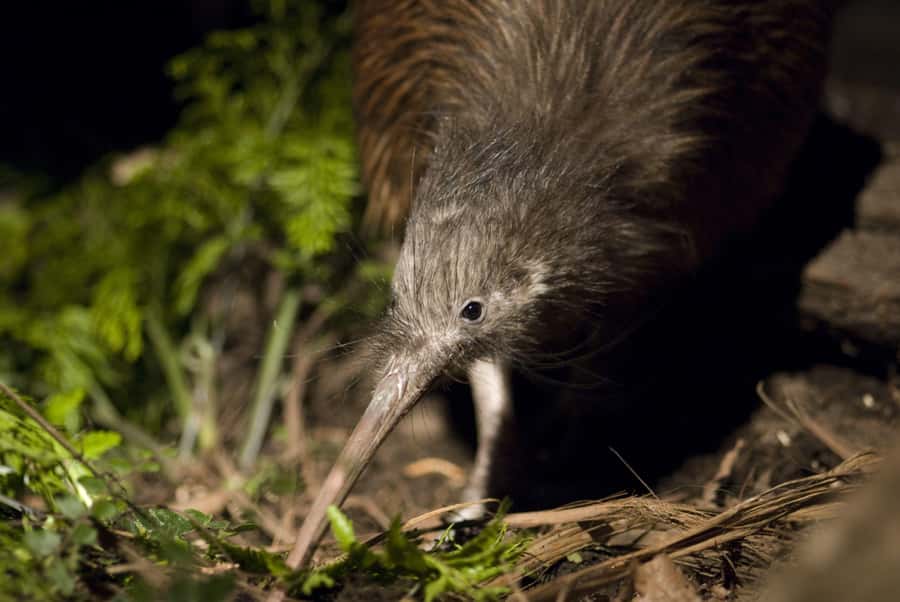 Christchurch: Orana Wildlife Park Admission - Why Orana Wildlife Park feels different from a typical Christchurch zoo