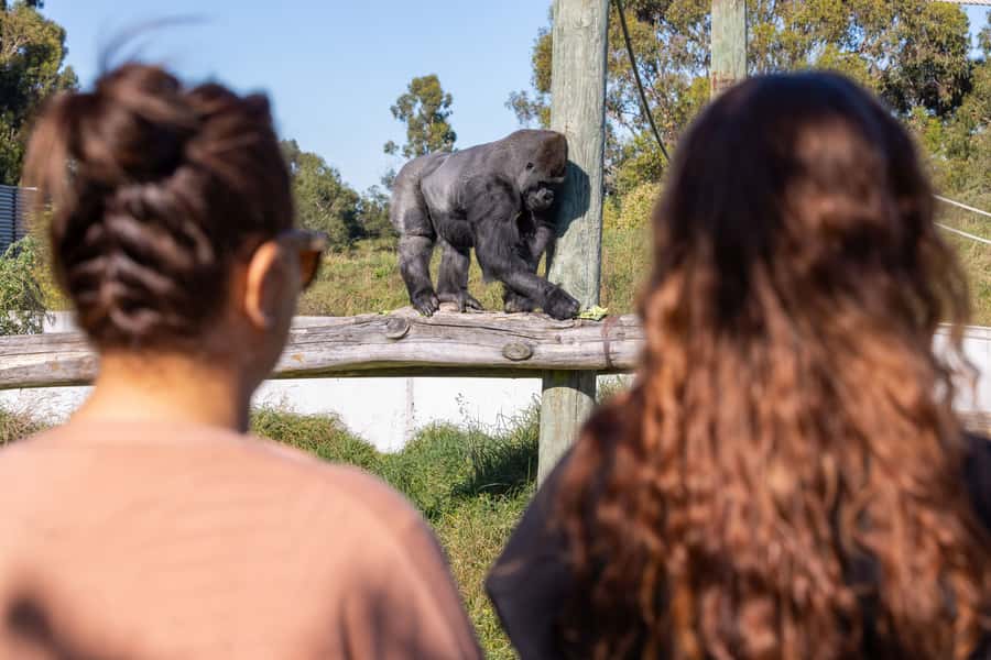 Christchurch: Orana Wildlife Park Admission - The big animal moments: giraffes, rhino, and getting close without the glass wall