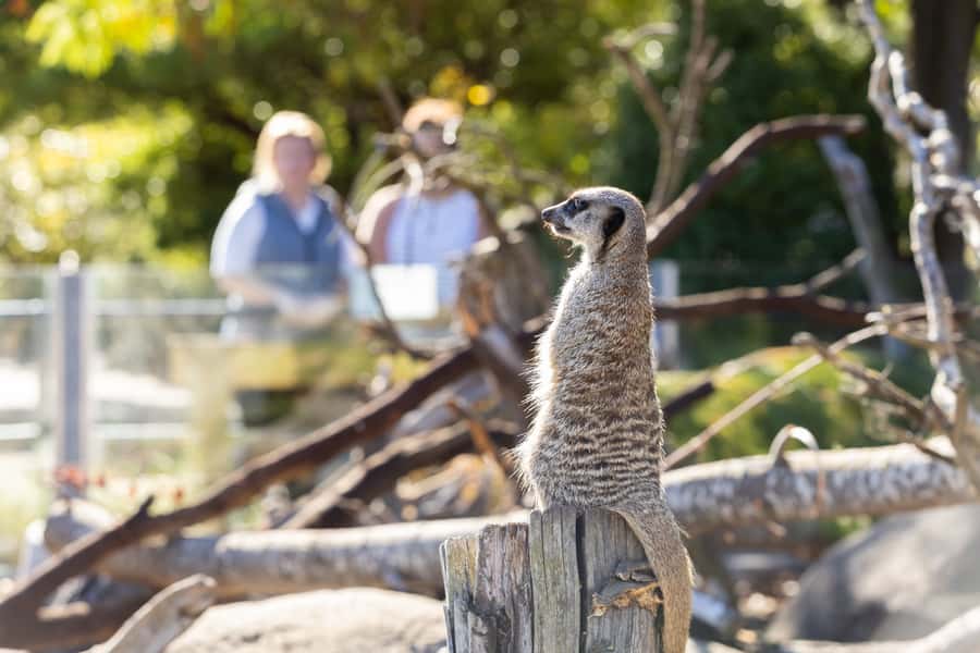 Christchurch: Orana Wildlife Park Admission - Arrival timing: aim for 10 AM, catch the 10:45 presentations