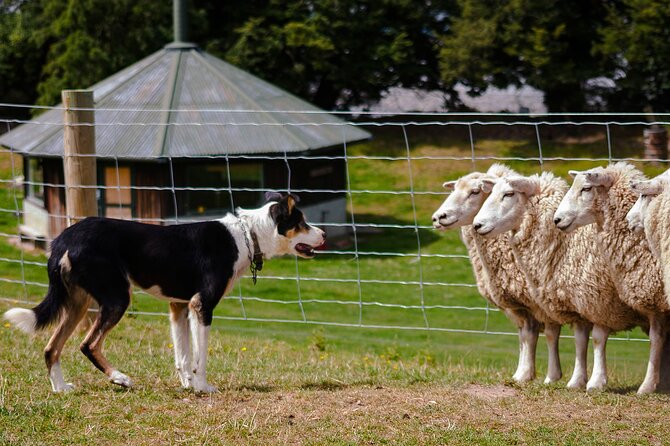 Christchurch Sheep Farm Visit - Key Things That Matter Before You Go