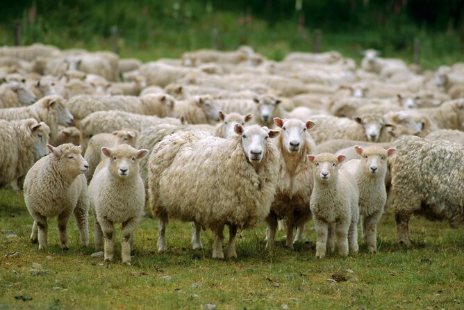 Christchurch Sheep Farm Visit - Timing, Group Size, and How to Get Good Photos