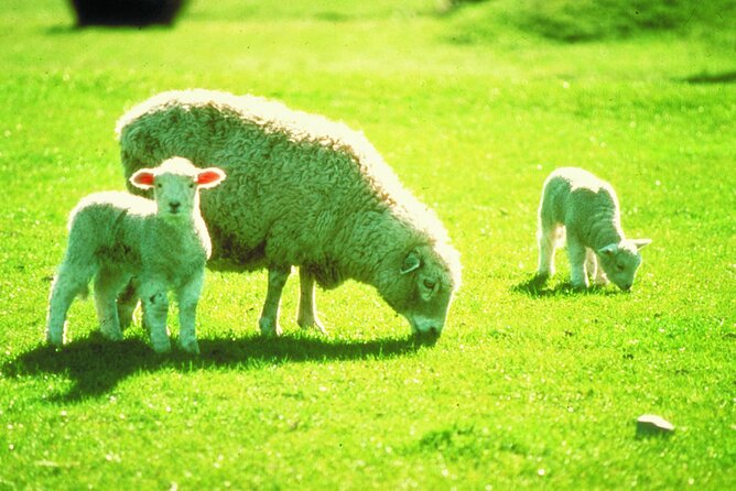 Christchurch Sheep Farm Visit - Price and Value, Compared to Other Christchurch Day Tours