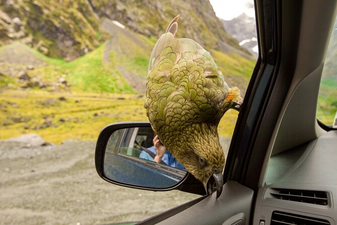 Christchurch to Arthur's Pass Day Tour: TranzAlpine Train & Lunch - Otira Viaduct Lookout, aka Death’s Corner: engineering views and kea spotting
