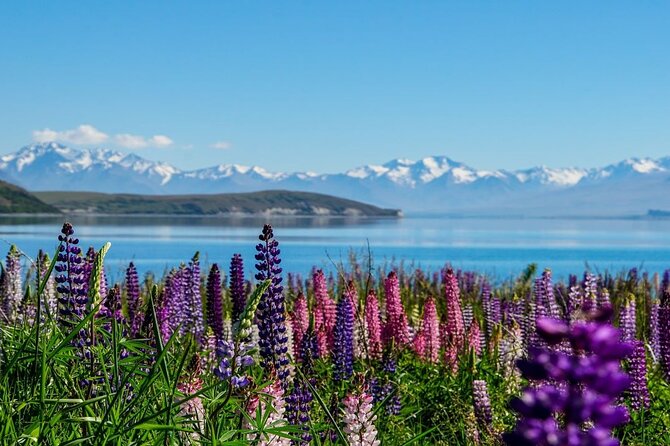 Christchurch to Mt Cook via Lake Tekapo One Way Small Group Tour - Guides Matter on This Route: Stories, Input, and Adaptability