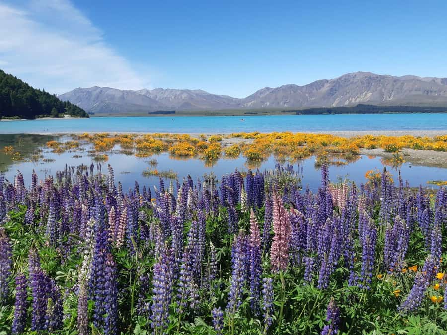 Christchurch: to Queenstown via Mt Cook 1 Way Tour - Lake Pukaki and the Mt Cook viewpoint moment