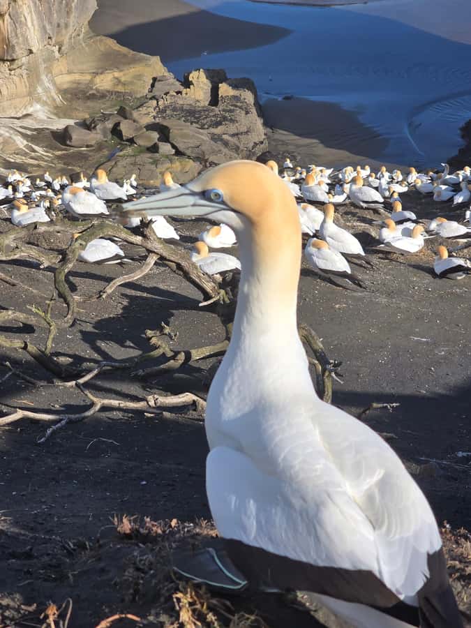 “City & Coast & Country” – A Relaxed Day Tour from Auckland - A straightforward Auckland-to-West-Coast day plan