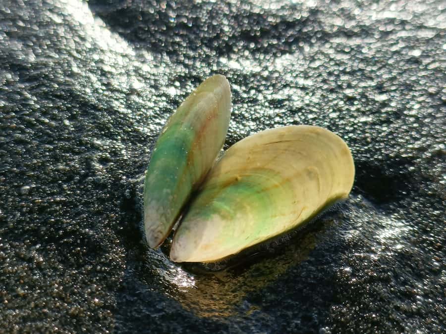 “City & Coast & Country” – A Relaxed Day Tour from Auckland - Karekare Falls, where the rainforest and coast feel close