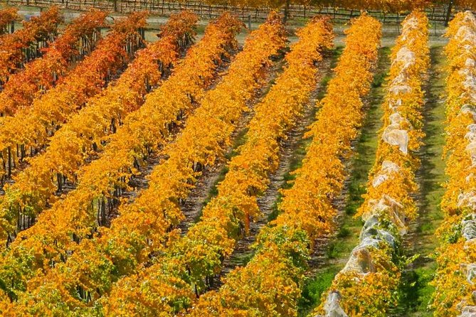Classic Wanaka Wine Tour - Up to six boutique vineyards, around 30 tastings, and the wines you will actually notice
