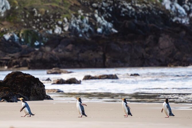 Clearwater Private Penguin & Wildlife Tour from Port Otago (5hrs) - Key things I’d plan around before you go