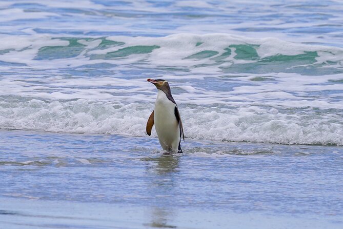 Clearwater Private Penguin & Wildlife Tour from Port Otago (5hrs) - Port Chalmers pickup and the rhythm of a 5-hour outing