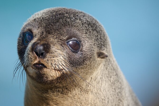 Clearwater Private Penguin & Wildlife Tour from Port Otago (5hrs) - Penguin and sea lion breeding areas from hides and secluded beach spots