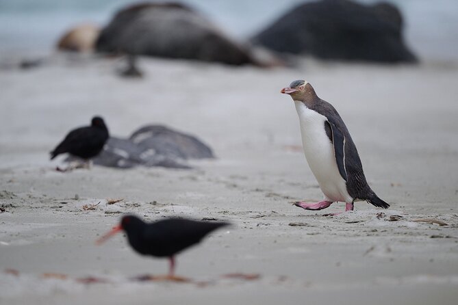 Clearwater Private Penguin & Wildlife Tour from Port Otago (5hrs) - What’s included, and why those extras reduce stress