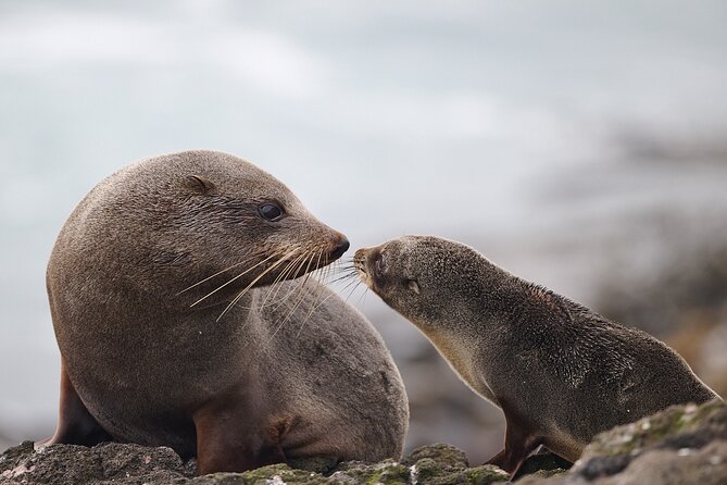 Clearwater Private Penguin & Wildlife Tour from Port Otago (5hrs) - Weather and clothing: what to wear on a maritime wildlife route