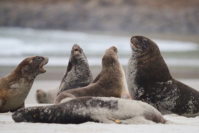 Clearwater Wildlife Tours (small group 10max) Otago Peninsula - Walking on Sand, Hills, and Steps, A Real Fitness Check
