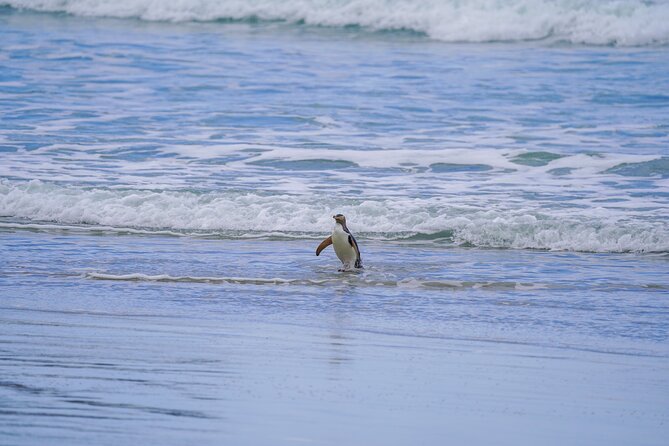 Clearwater Wildlife Tours (small group 10max) Otago Peninsula - Guide Style Matters, and Clearwater’s Names Keep Popping Up