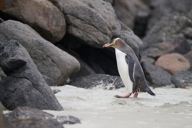 Clearwater Wildlife Tours (small group 10max) Otago Peninsula - Who Should Book This Otago Peninsula Wildlife Half-Day?