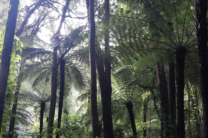 Coast and Rainforest Eco-Tour from Auckland with Picnic Lunch - Waitakere Ranges rainforest walk: kauri trees and bird sounds