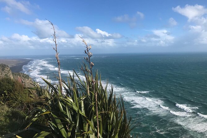 Coast and Rainforest Eco-Tour from Auckland with Picnic Lunch - Picnic lunch in a scenic spot: simple, not rushed