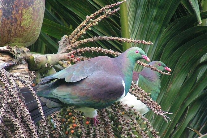 Coast and Rainforest Eco-Tour from Auckland with Picnic Lunch - What you are really paying for: value at $192.38 per person