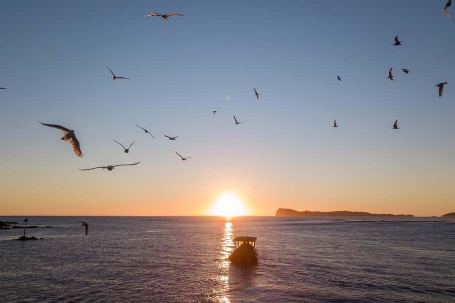 Coromandel: Aldermen Islands Marine Reserve Wildlife Cruise - Who Should Book This Cruise, and Who Might Skip It
