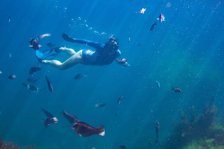 Coromandel: Aldermen Islands Marine Reserve Wildlife Cruise - Getting the Most From Richie and the On-Boat Experience