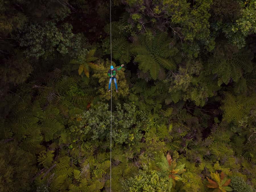 Coromandel: Guided Zipline Tour Experience - Key things that make this tour special