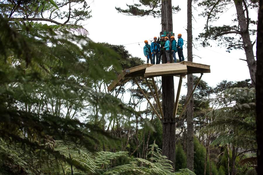 Coromandel: Guided Zipline Tour Experience - Eight ziplines through native forest, with platforms up to 25 m