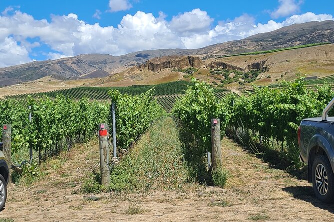 Cromwell Wine Tasting Tour using Classic Car - Why the Cromwell Basin Matters More Than the Label Says