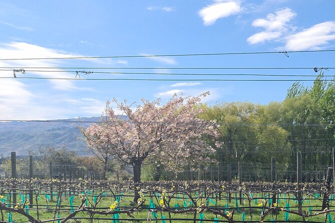 Cromwell Wine Tasting Tour using Classic Car - FAQ