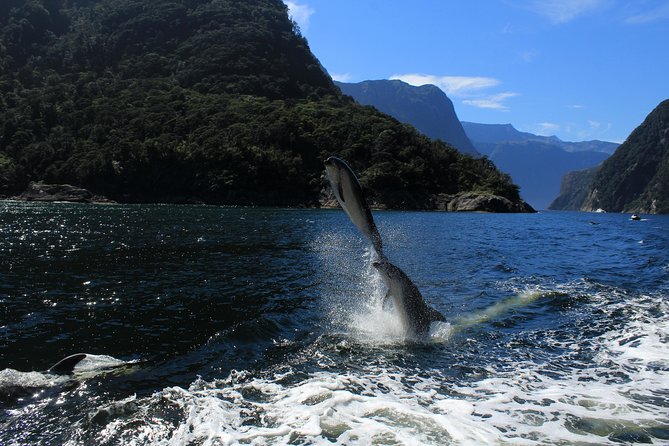 Cruise Milford NZ Small Boutique Cruise Experience - Mitre Peak Photo Moments, and How to Get Better Shots